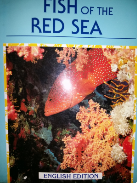 Fish of the Red Sea Angelo Mojetta January 1, 1993 by Steimatzky Ltd TRANSLATE with x English Arabic Hebrew Polish Bulgarian Hindi Portuguese Catalan Hmong Daw Romanian Chinese Simplified Hungarian Russian Chinese Traditional Indonesian Slovak Czech Itali